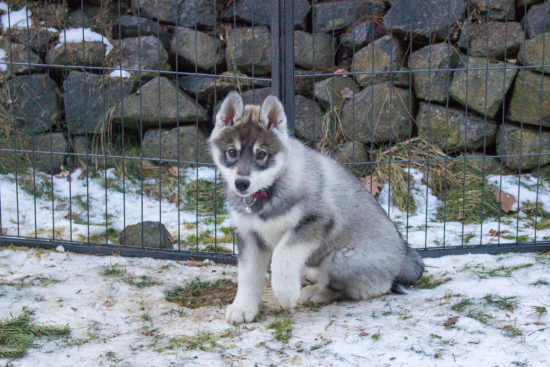 A-Wurf / Litter A A-Wurf / Litter A