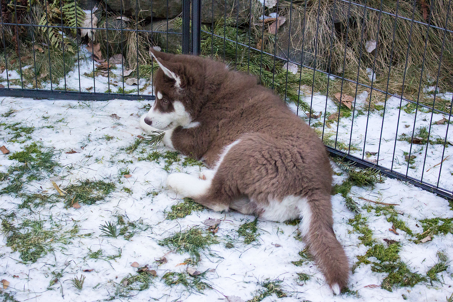 A-Wurf / Litter A A-Wurf / Litter A