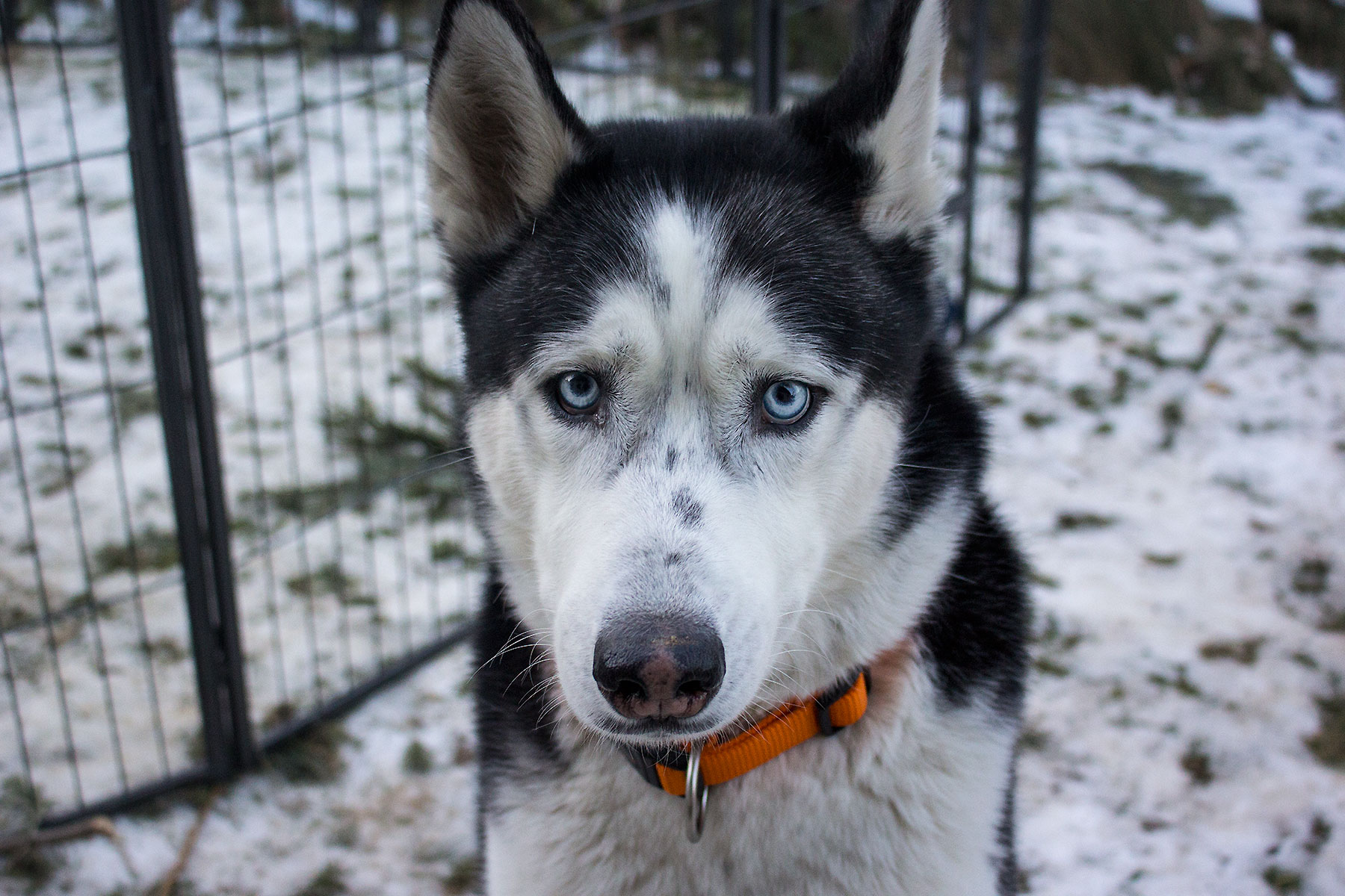 A-Wurf / Litter A A-Wurf / Litter A