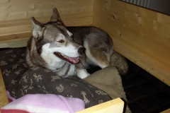 Wurfkiste / Whelping Box