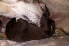 Erstes Baby / First Pup