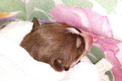 Zweites Baby / Second Pup
