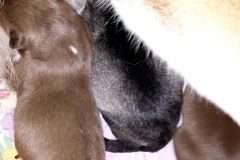 Angedockt / Nursing