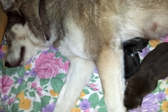 Schlafen / Sleeping