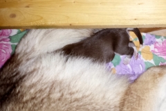 Schlafen / Sleeping