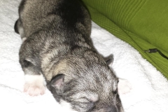 Drittes Baby / Third Pup