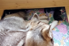 Schlafen / Sleeping