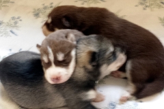 Zusammenkuscheln / Cuddled up together