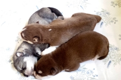 Zusammenkuscheln / Cuddled up together