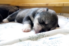 Almudis of Kahnawake aka Nukka