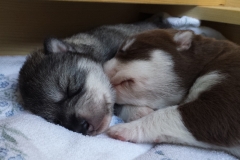 Schwesterchen und Brüderchen / Sister and Brother