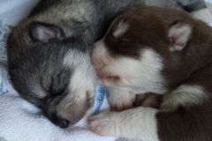 Schwesterchen und Brüderchen / Sister and Brother