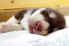 Antonius of Kahnawake aka Bubbles