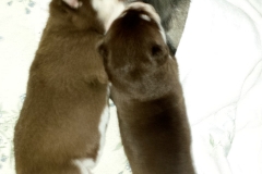 Zusammenkuscheln / Cuddled up together