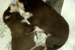 Zusammenkuscheln / Cuddled up together