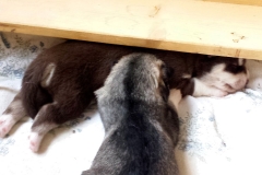 Brüderchen und Schwesterchen / Brother and Sister