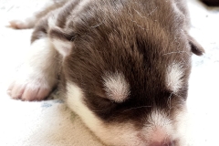 Antonius of Kahnawake aka Bubbles