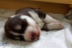 Alban of Kahnawake aka Sammy