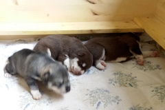 In der Wurfkiste / In the Whelping Box