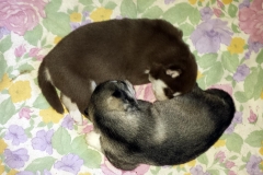 Zusammenkuscheln / Cuddled up together