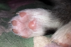 Winzige Pfötchen / Tiny Paws