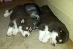 Schlafen / Sleeping