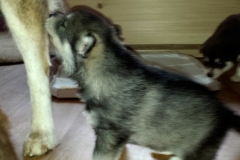 Almudis of Kahnawake aka Nukka