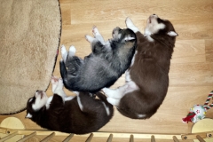 Schlafen / Sleeping