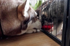 Richtiges Futter! / Real Food!