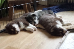 Schlafen / Sleeping