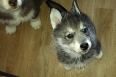 Almudis of Kahnawake aka Nukka