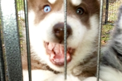 Alban of Kahnawake aka Sammy