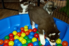 Das Bällchenbad / The Ball Pond