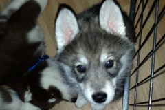 Almudis of Kahnawake aka Nukka