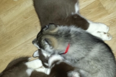 Zusammenkuscheln / Cuddled up together
