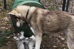 Im Garten / In the Garden