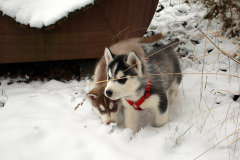 Die H-chen im Schnee