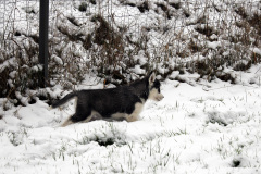 Die H-chen im Schnee