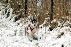 Die H-chen im Schnee
