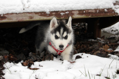 Die H-chen im Schnee