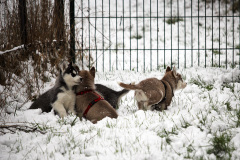 Die H-chen im Schnee