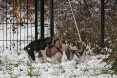 Die H-chen im Schnee