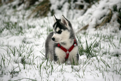 Die H-chen im Schnee