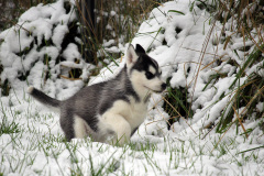 Die H-chen im Schnee
