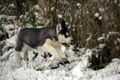 Die H-chen im Schnee