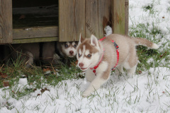 Die H-chen im Schnee