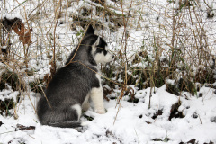 Die H-chen im Schnee