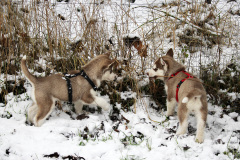 Die H-chen im Schnee