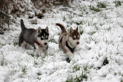 Die H-chen im Schnee