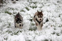 Die H-chen im Schnee